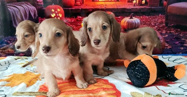 Miniature Dachshund dogs - Advert 7