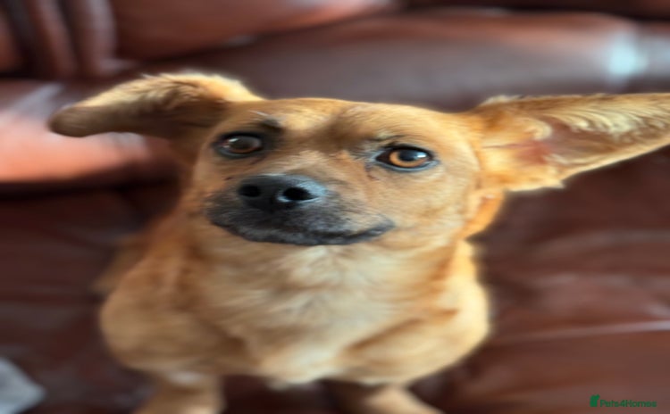 Mixed Breed dogs - Advert 3