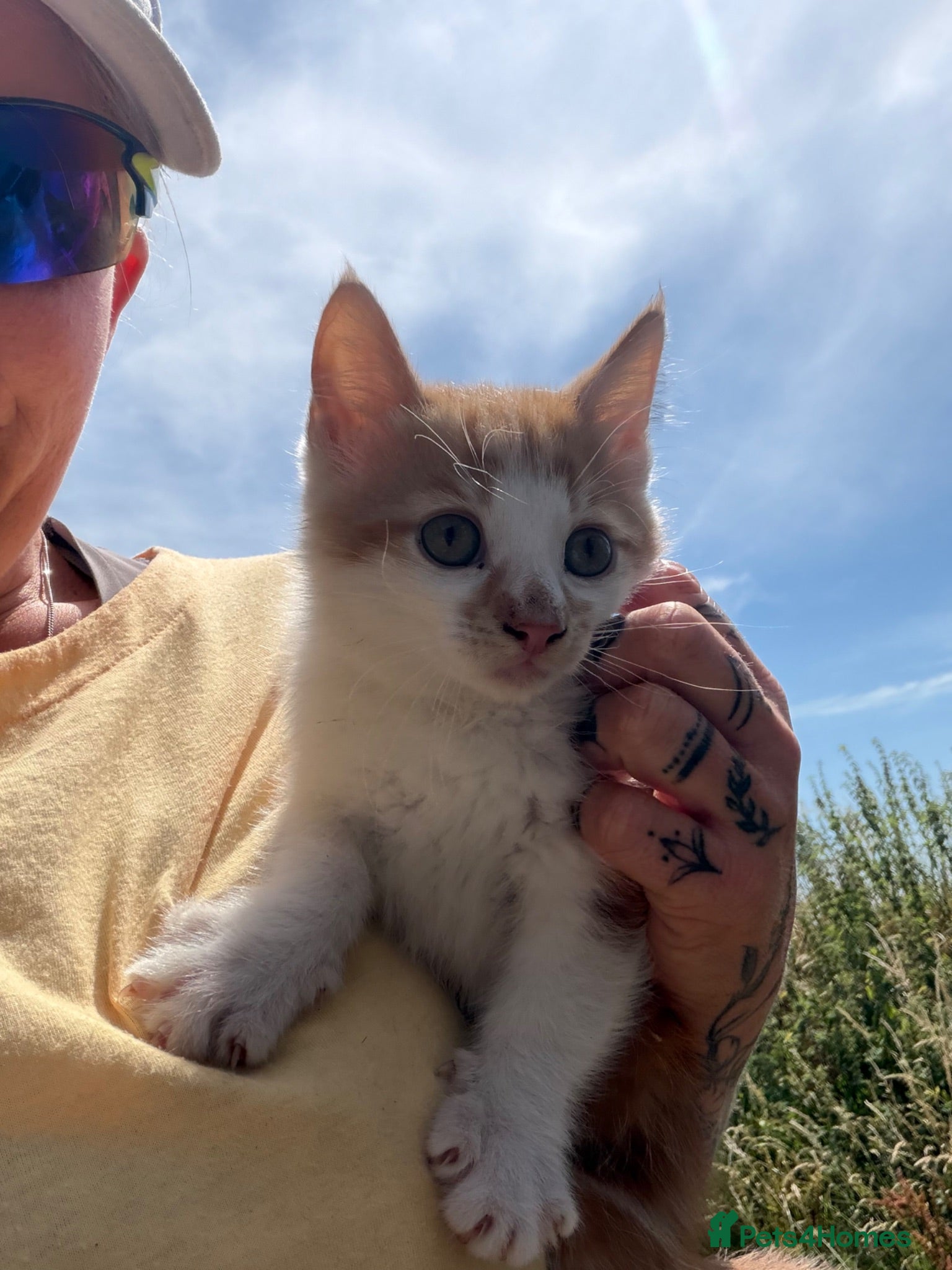 Mixed Breed cats 3 kittens looking for homes - Advert 1
