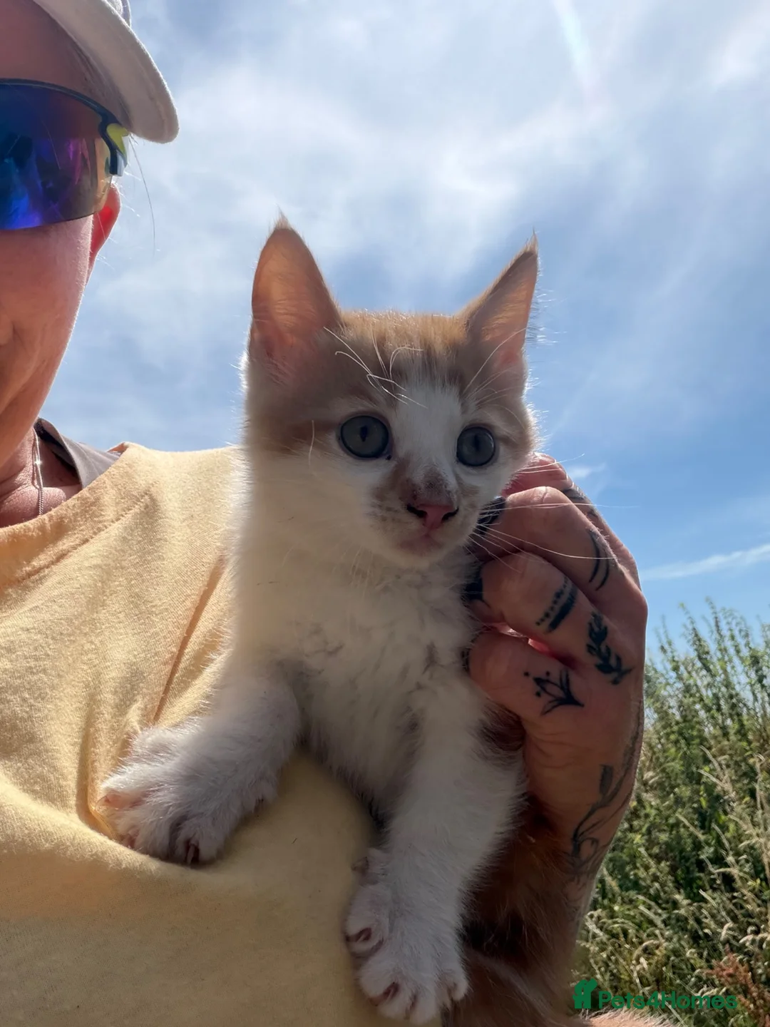 Mixed Breed cats for sale: 3 kittens looking for homes - Advert 1