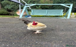 Chickens poultry for sale: 4 VERY HANDSOME HAND REARED SILKY MIX COCKERELS  - Image 30
