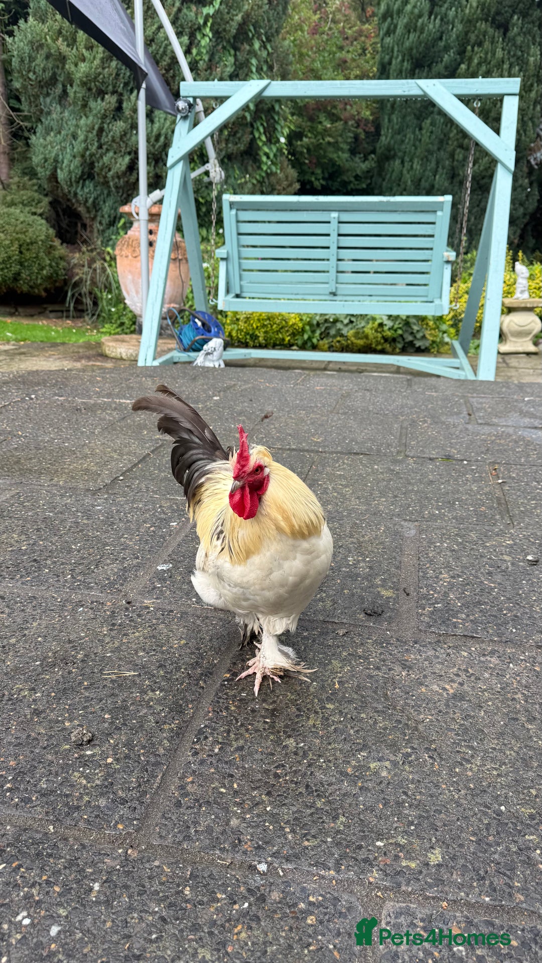 Chickens poultry for sale: 4 VERY HANDSOME HAND REARED SILKY MIX COCKERELS  - Image 30