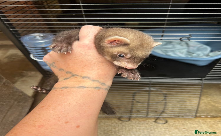 Ferret rodents - Advert 3