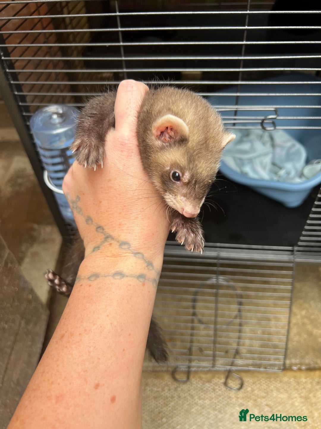 Ferret rodents for sale: Hob ferret - Image 1