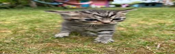 Mixed Breed cats for sale: Lovely kittens ready to go to their new home - Advert 5
