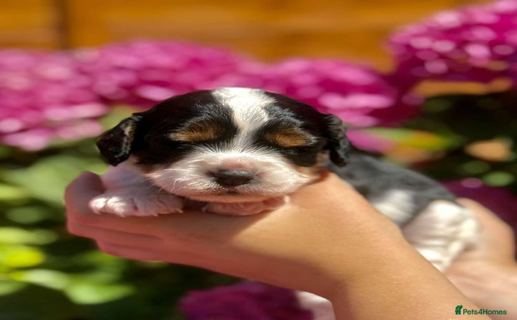 Cavapoo dogs - Advert 6