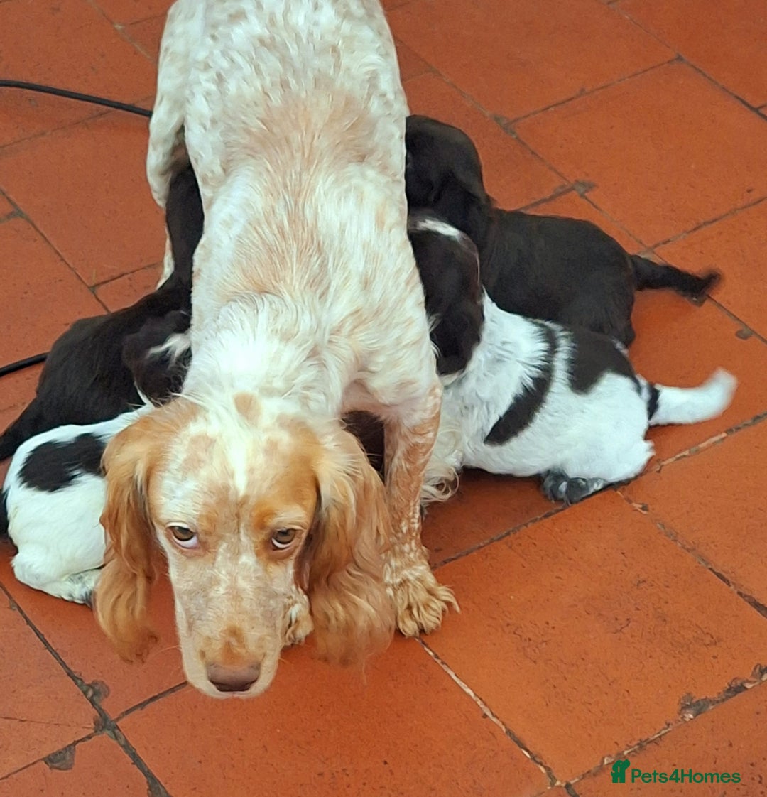 Cocker Spaniel dogs for sale: 4th Generation, Working Cocker Spaniel Puppies  🩵 - Image 26