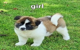 Akita dogs for sale: Akita pup READY in Sunderland - Image 4