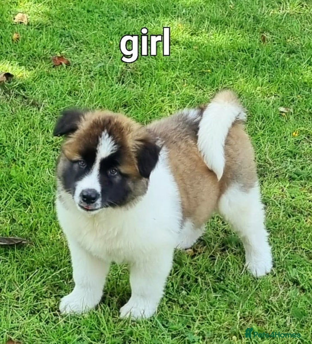 Akita dogs for sale: Akita pup READY in Sunderland - Image 4
