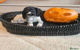 Cocker Spaniel dogs for sale: Working type cocker spaniels. Merle and Roan - Image 15