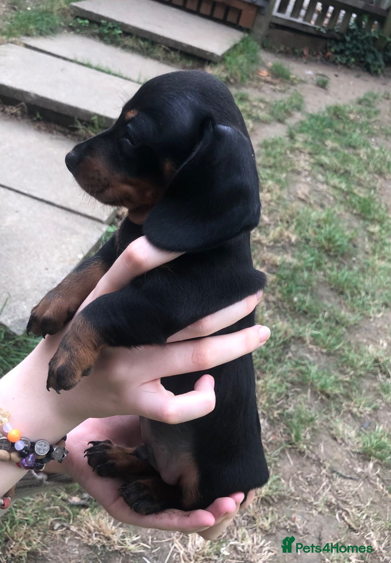 Dachshund dogs Miniature dutch hound, puppies  - Advert 11