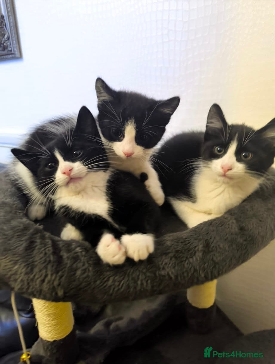Mixed Breed cats Cute kittens  - Advert 1