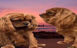 Cavalier King Charles Spaniel dogs for sale: 🐶 KC, RUBY RED cavalier King Charles !!!!  - Image 10