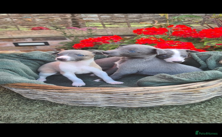 Whippet dogs - Advert 1