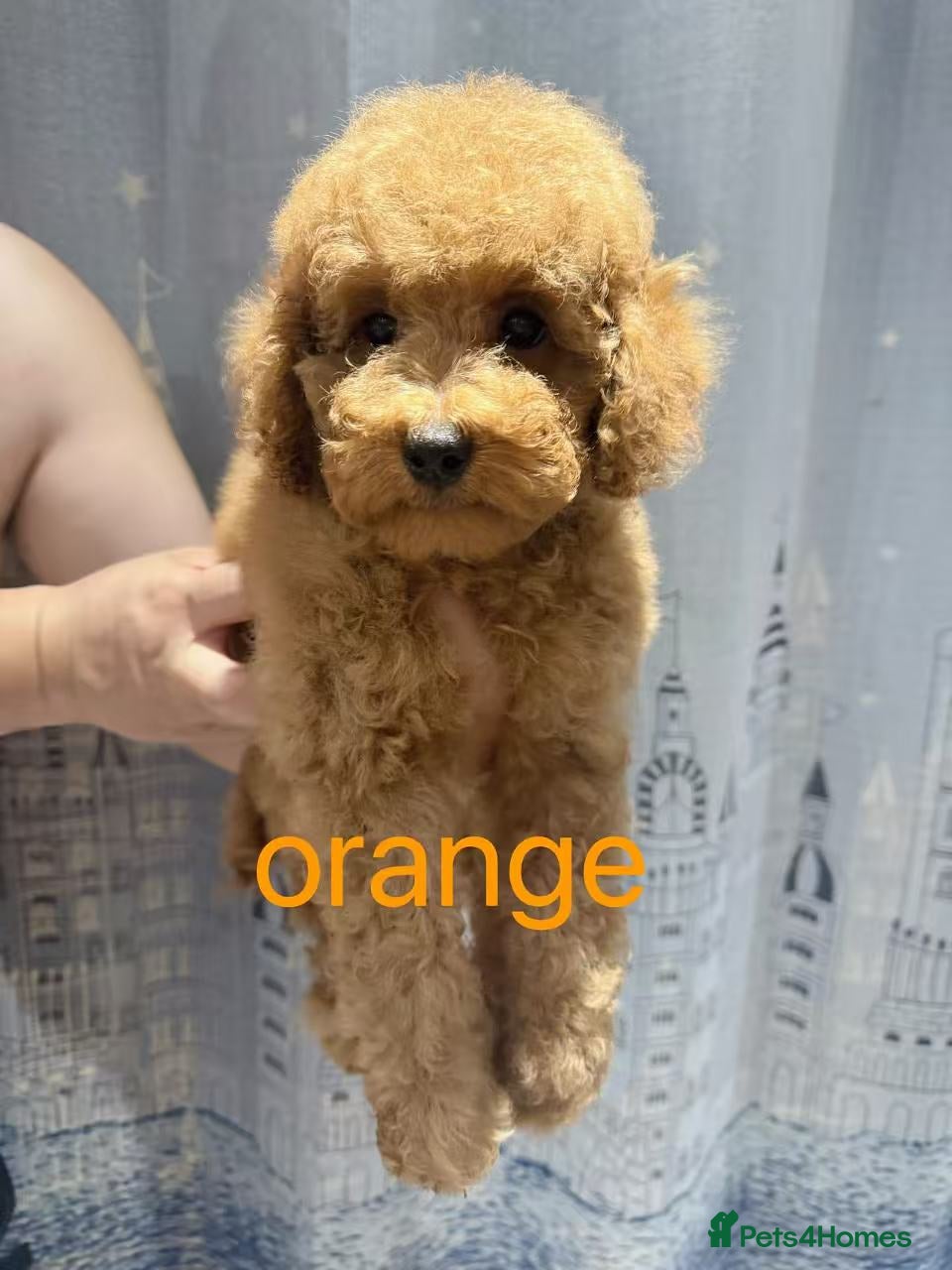 Toy Poodle dogs for sale: KC reg Beautiful red toy poodles. in Chislehurst - Advert 6