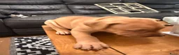 Mixed Breed dogs for sale: Beautiful puppys looking 4 forever homes  - Advert 8