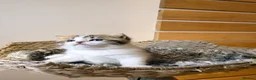 British Shorthair cats for sale: 3 British shorthair kittens - Advert 16