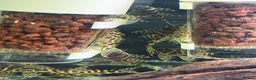Plecos fish for sale: L236RB / Yellow Plecos  in Doncaster - Advert 2