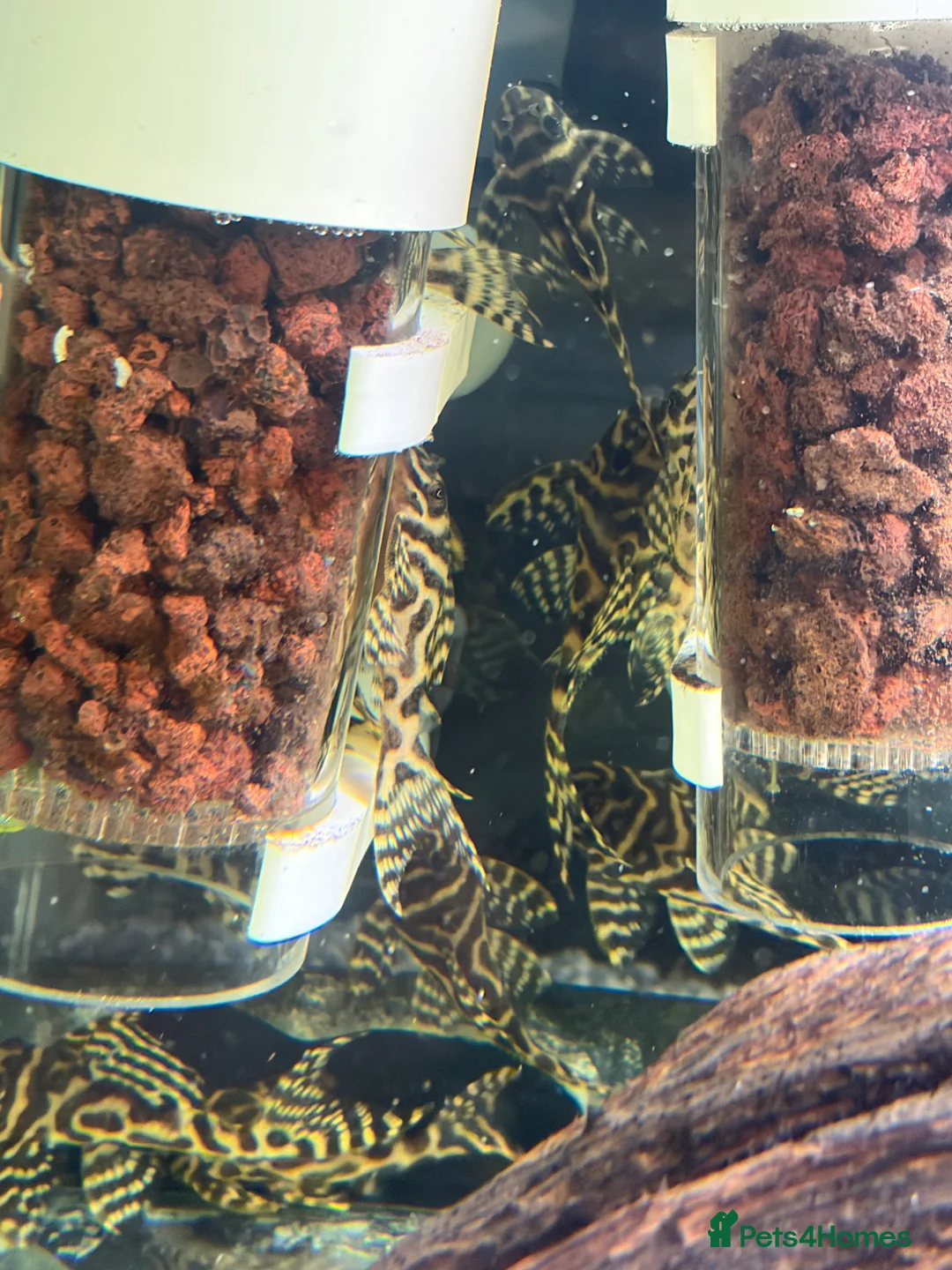 Plecos fish for sale: L236RB / Yellow Plecos  in Doncaster - Advert 2