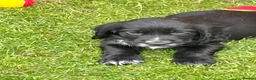 Cocker Spaniel dogs for sale: Working cockers in Chester - Advert 5