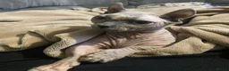 Sphynx cats for sale: Beauiful dwelf girl - Advert 5