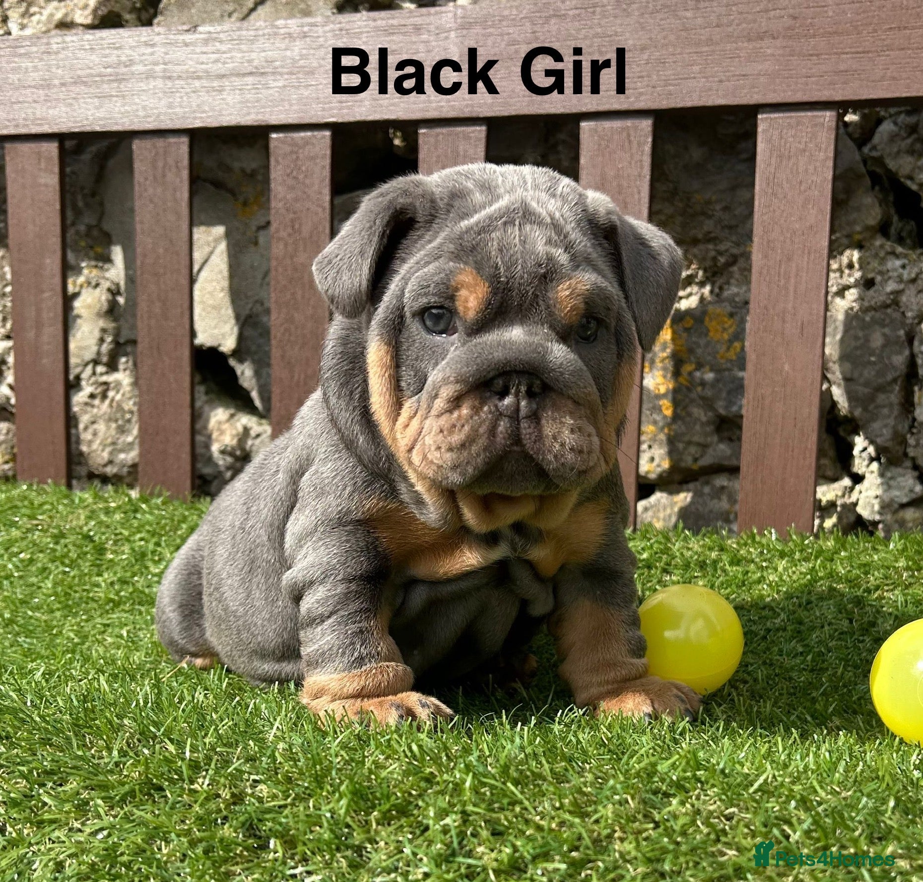 English Bulldog dogs Ready Tomorrow! KC reg English bulldog puppies  - Advert 6