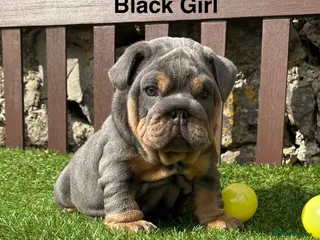 English Bulldog dogs Ready Tomorrow! KC reg English bulldog puppies - Advert 6