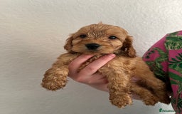 Cockapoo dogs for sale: Fluffy F1 puppies ready 27-09  - Image 5