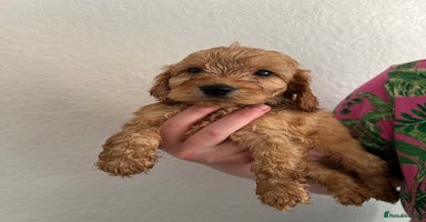 Cockapoo dogs - Advert 13