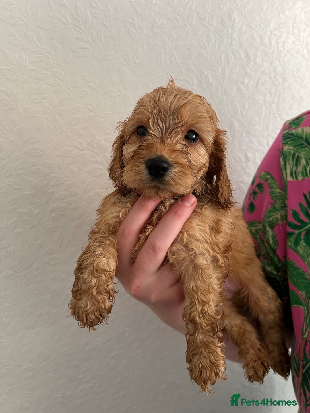 Cockapoo dogs for sale: Fluffy F1 puppies ready 27-09  - Image 5