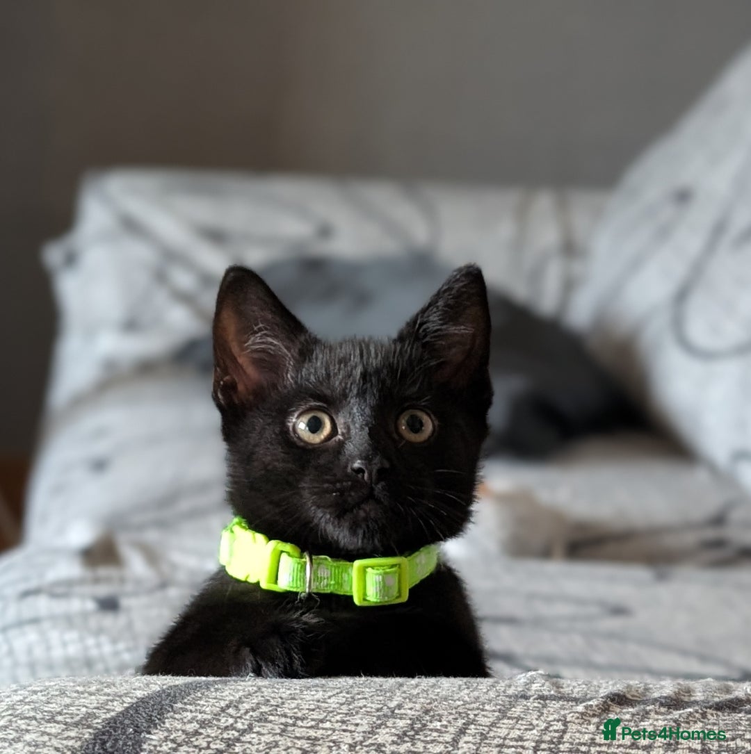 Mixed Breed cats for sale: Beautiful Kittens - Image 14