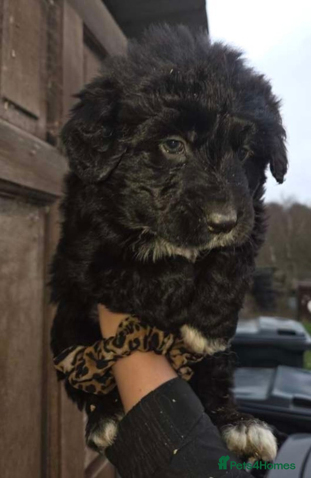 Mixed Breed dogs for sale: Gsd x cocker spaniel (hybrid) - Advert 4