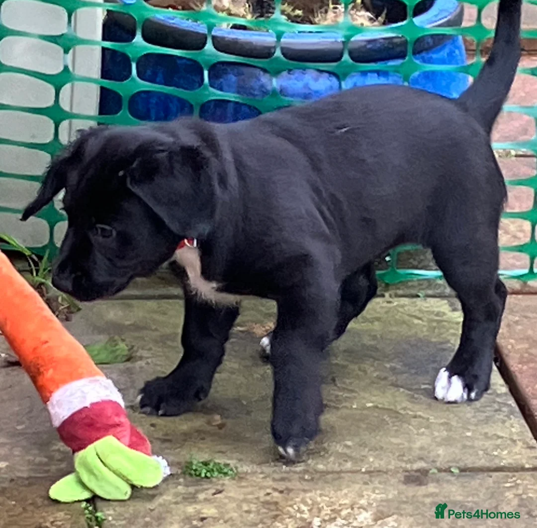 Mixed Breed dogs for sale: Cockapoo/Staffie - Advert 2