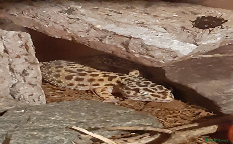 Leopard Gecko reptiles - Advert 2