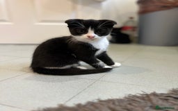 Scottish Fold cats for sale: Scottish Fold  - Image 6