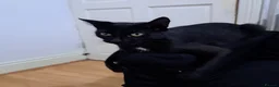 Bombay cats for sale: Bombay female  - Advert 3