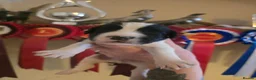English Springer Spaniel dogs for sale: springer spaniel litter. 2 AVAILABLE  - Advert 38