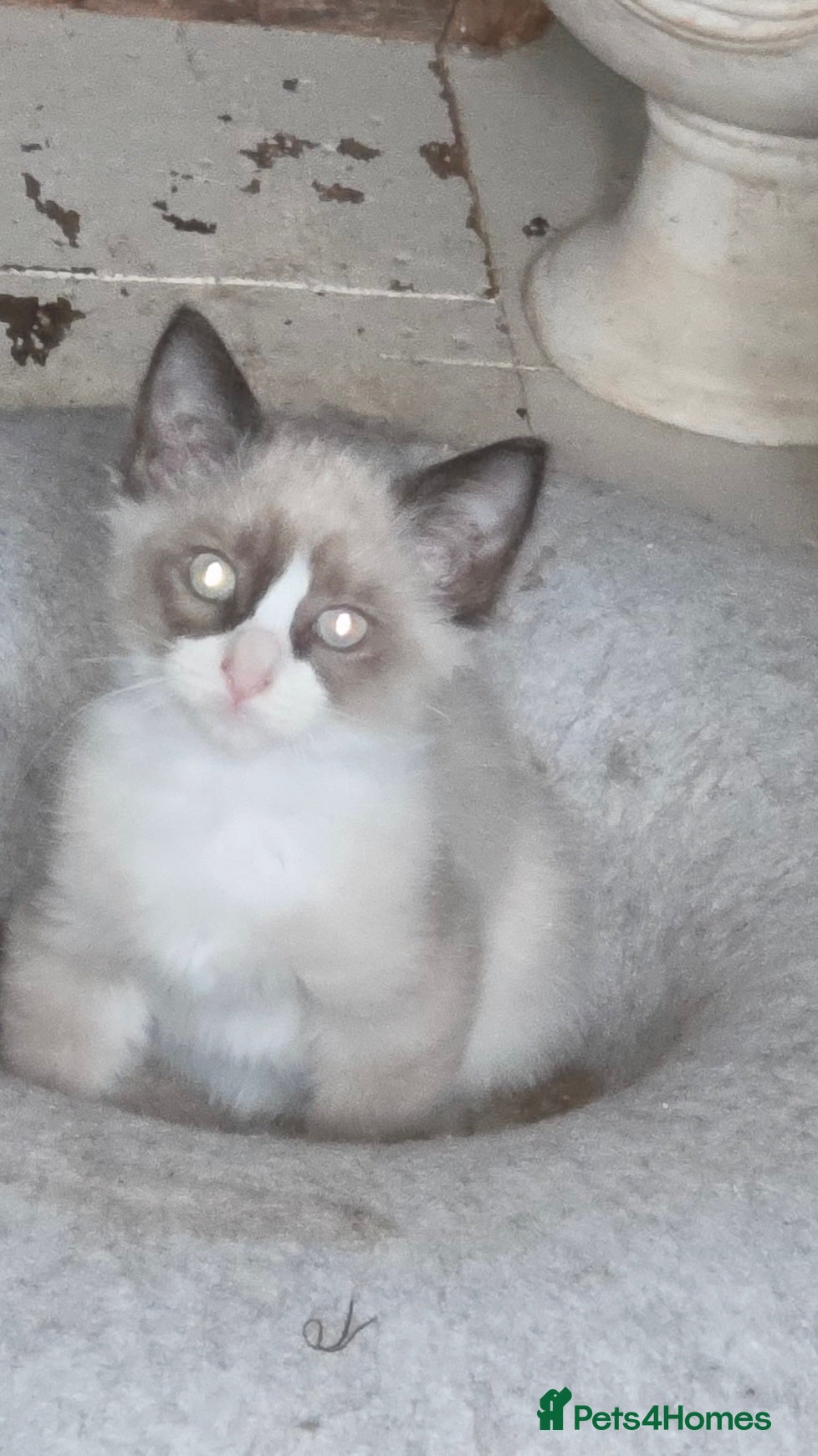 Mixed Breed cats Burmese crossed with Ragdoll  kittens  - Advert 2