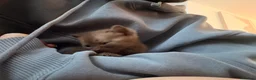 British Shorthair cats for sale: BSH kittens  - Advert 6