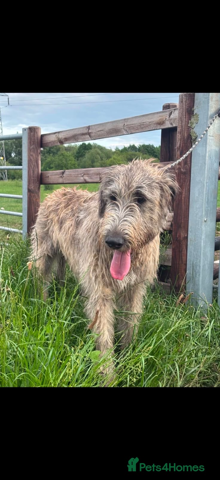 Irish Wolfhound dogs Irish wolfhound at STUD  - Advert 1