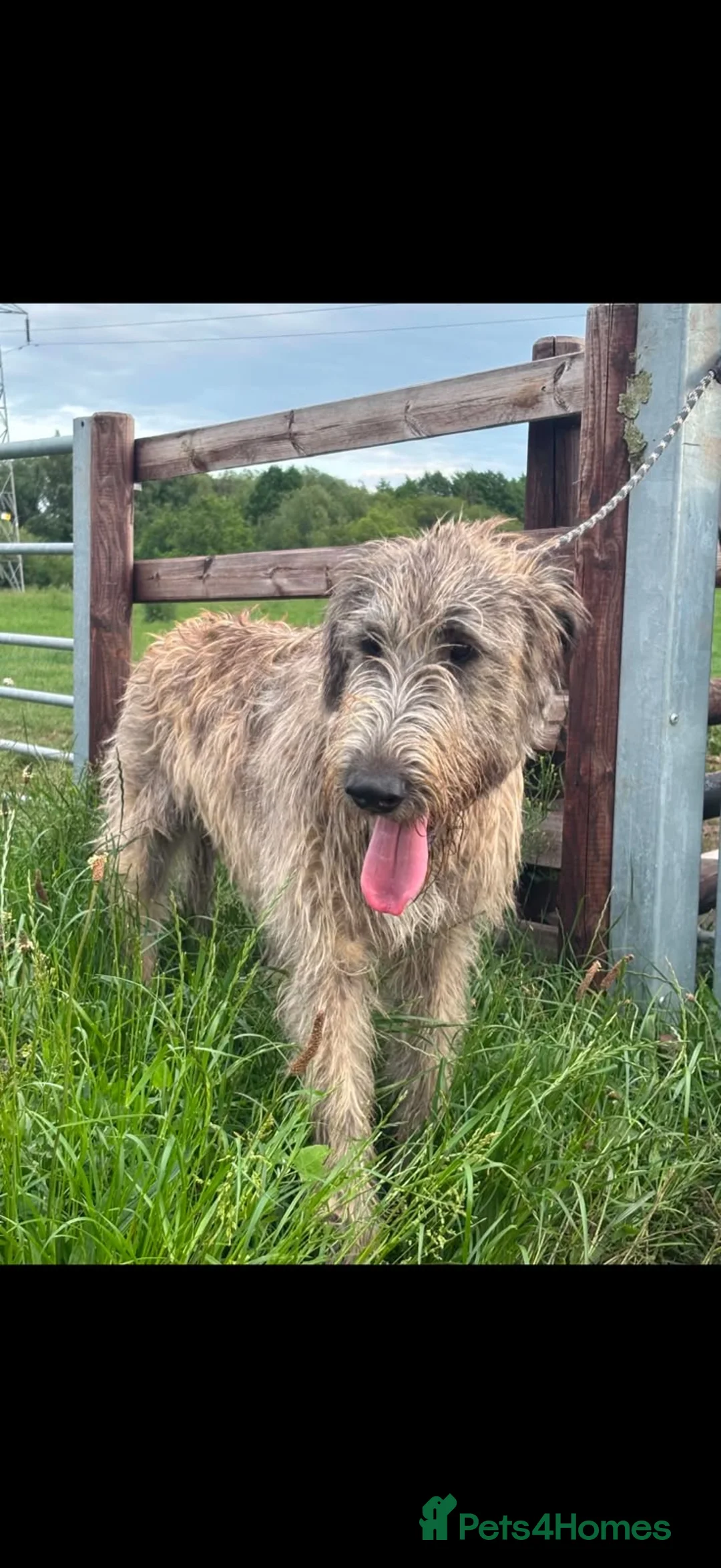 Irish Wolfhound dogs for stud: Irish wolfhound at STUD  - Advert 1