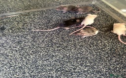 Mouse rodents for sale: Fancy mice  - Image 7