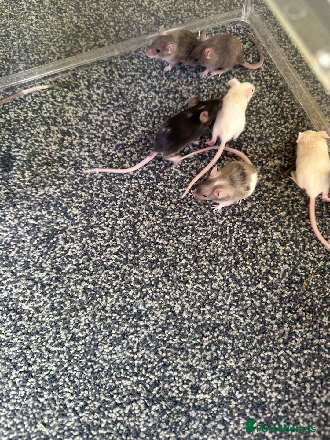 Mouse rodents for sale: Fancy mice  - Image 7