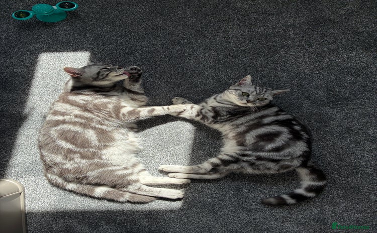British Shorthair cats in Wakefield - Advert 6