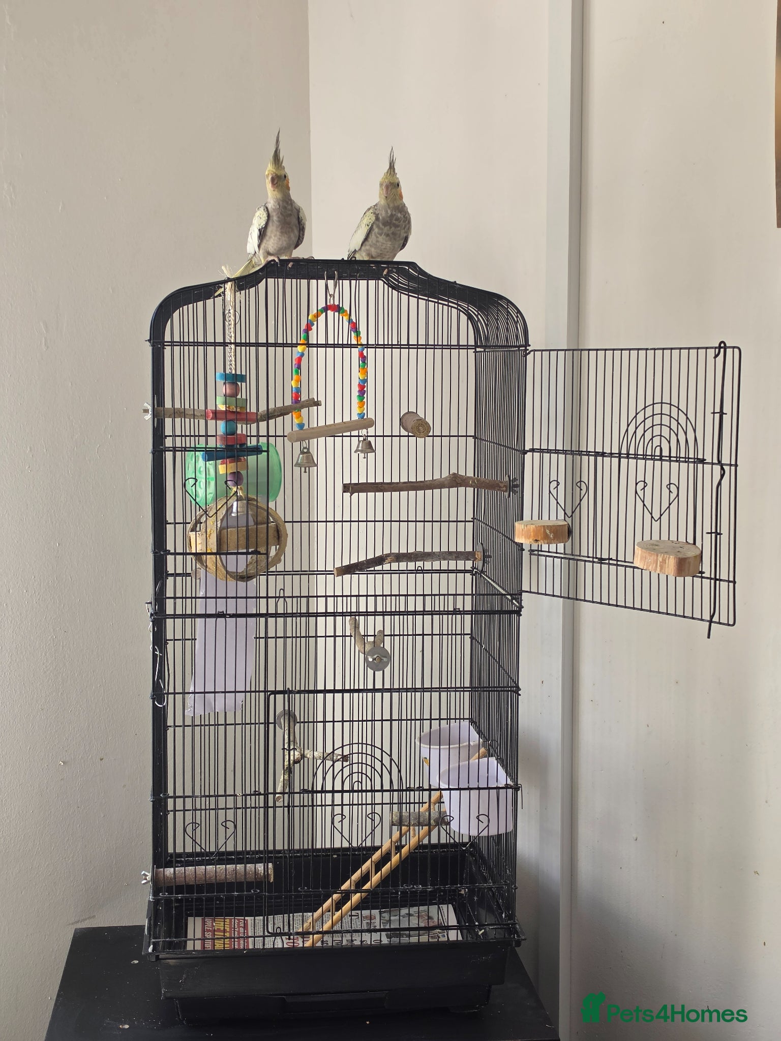 Cockatiels birds 2 cockateils for sale  - Advert 5