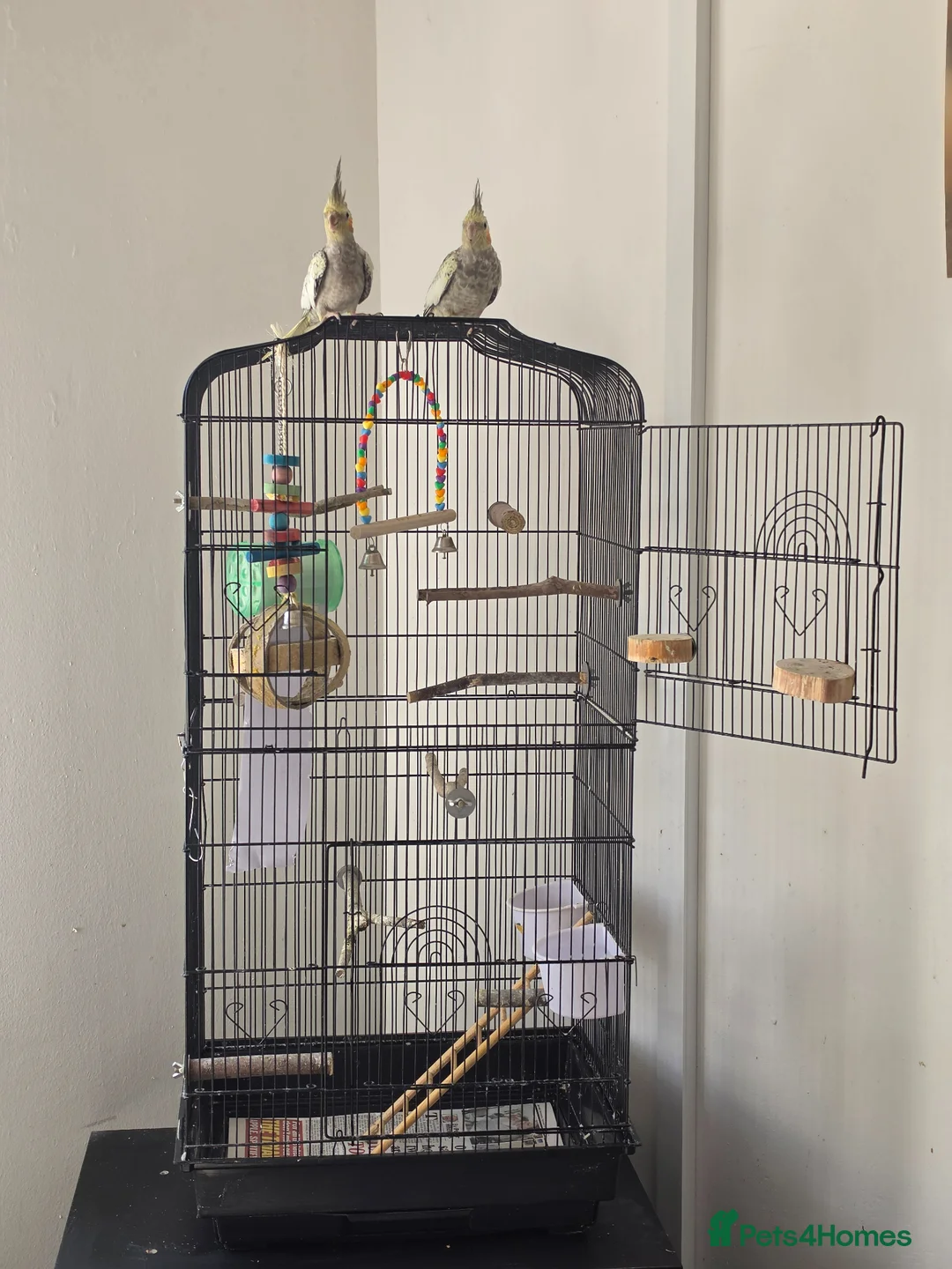 Cockatiels birds for sale: 2 cockateils for sale  in Basingstoke - Advert 1