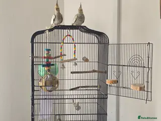 Cockatiels birds 2 cockateils for sale - Advert 5