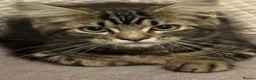 Mixed Breed cats for sale: Two fluffy mixed breed tabbies ready now - Advert 15