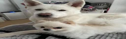 Akita dogs for sale: 3 year old Akita in Liverpool - Advert 3