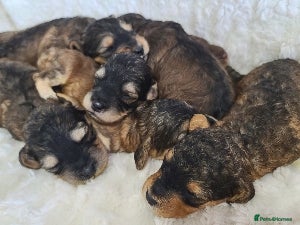 Cockapoo dogs Cockapoos. Licensed Breeder. DNA tested. Pershore - Advert 1